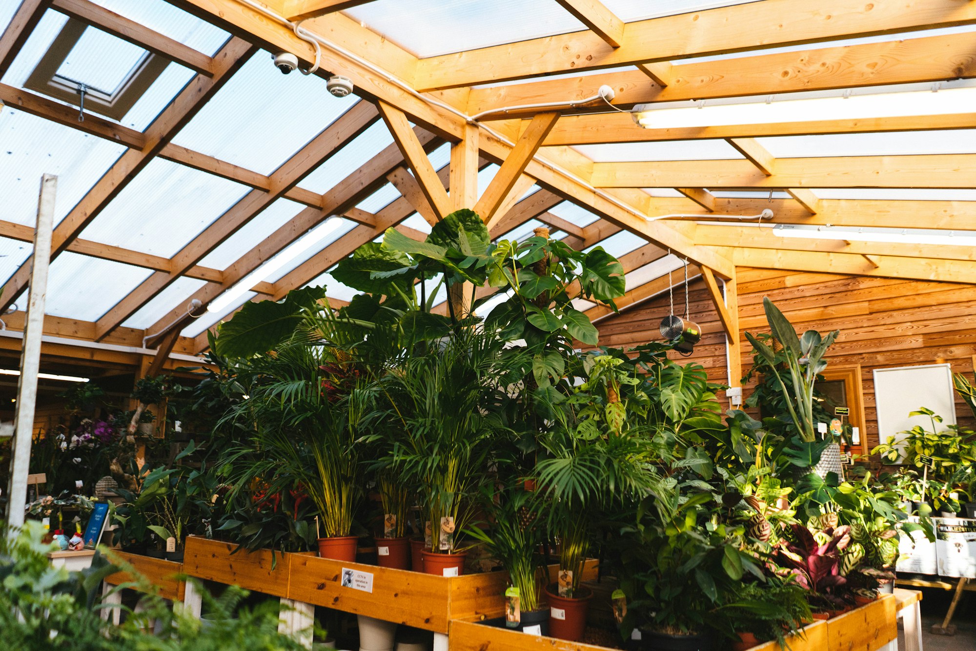 Leafy potted plants on timber benches under a glasshouse roof (stock photo)