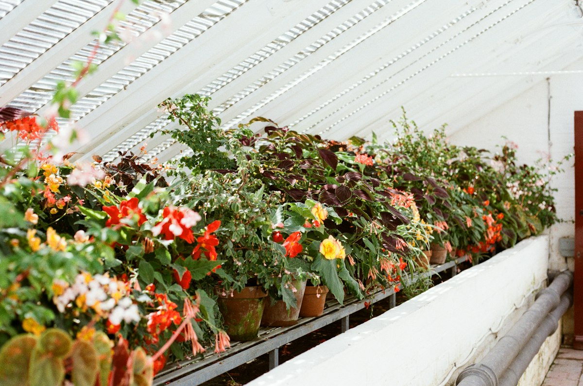 Rows of potted flowering plants on a glasshouse bench (stock photo)