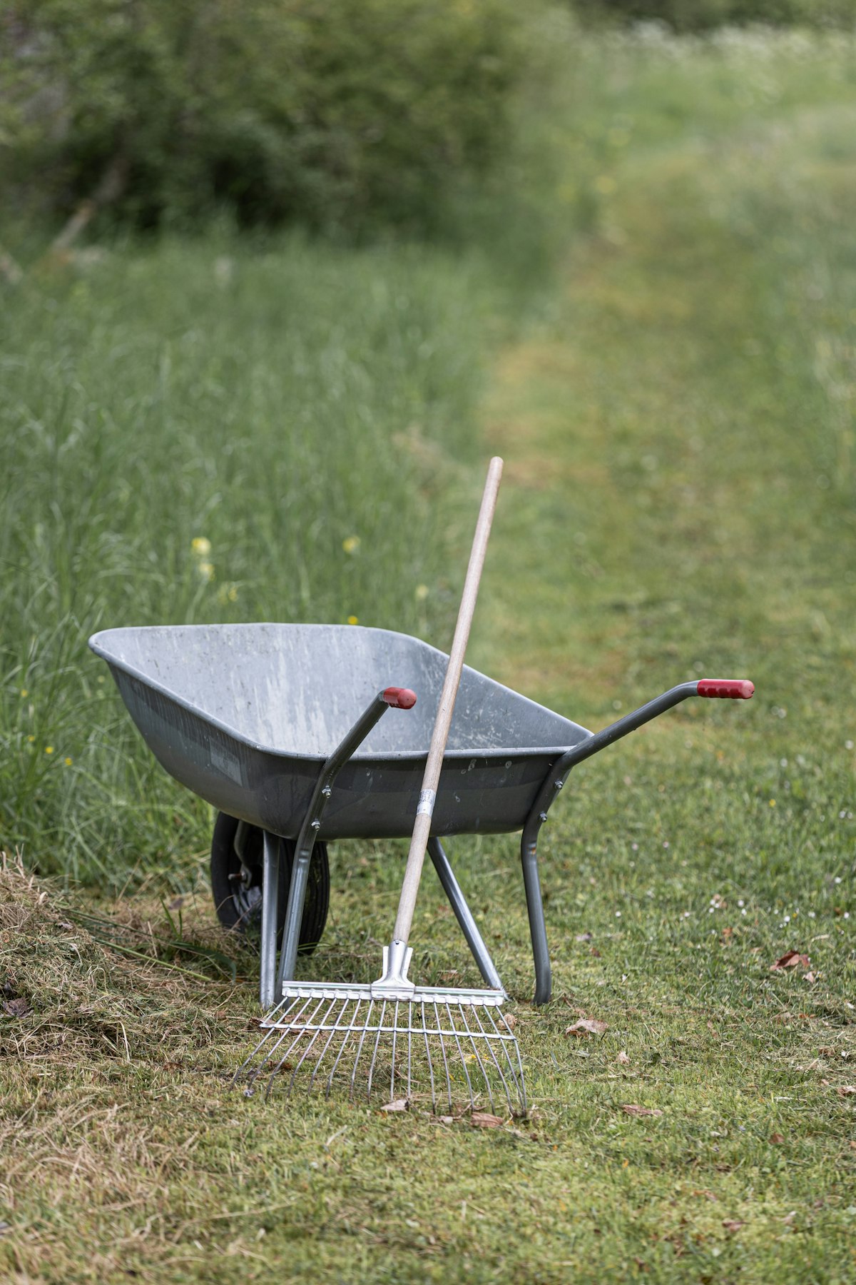 Wheelbarrow and rake on a grassy garden path (stock photo)